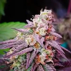 Pink Runtz - Feminised Seeds