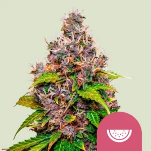 Watermelon - Feminised Seeds