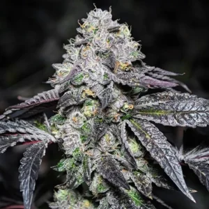 Sunset Sherbet cannabis buds with orange pistils and frosty trichomes