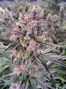 Zkittlez - Feminised Seeds