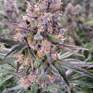 Zkittlez cannabis bud with purple leaves and orange pistils.
