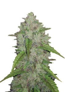 Amnesia – Auto feminised seeds