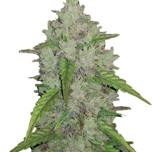 Amnesia Auto cannabis bud with frosty trichomes and green leaves.