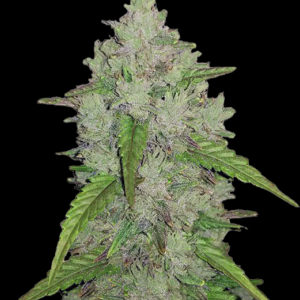 Macro view of a frosty cannabis bud with dense trichomes and green leaves against a black background.