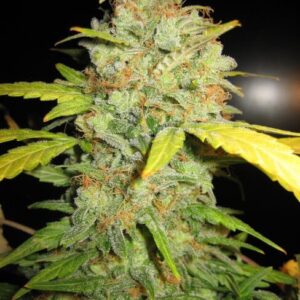Diesel Auto cannabis bud with frosty trichomes and orange pistils.