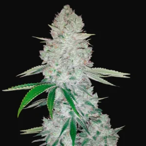 Gorilla Glue Auto cannabis bud with heavy trichomes and green leaves.