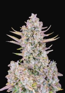 Purple Punch Fast – Feminised Seeds
