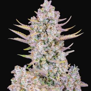 Purple Punch Fast cannabis bud with frosty trichomes and purple hues.