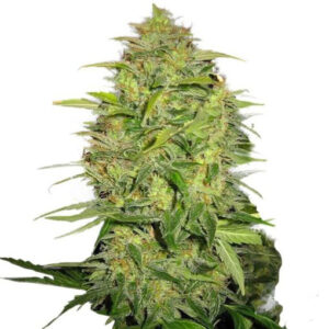 Lemon Skunk Auto cannabis bud with frosty trichomes and green leaves.