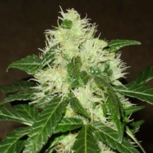 Close-up of a cannabis bud with frosty trichomes and serrated green leaves.