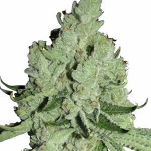 Sour Diesel cannabis bud with frosty trichomes and pale green tones.