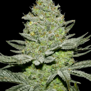 Close-up cannabis bud with frosty trichomes on a black background.