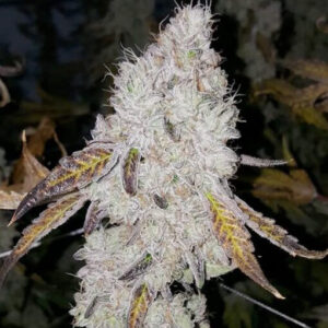 Wedding Cake cannabis bud with frosty trichomes and purple leaves.