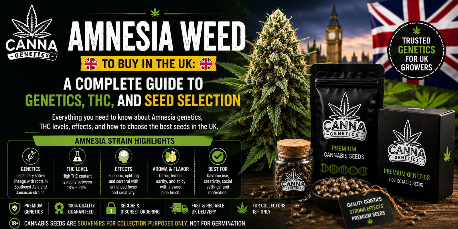 Amnesia Weed to Buy in the UK: A Complete Guide to Genetics, THC, and Seed Selection