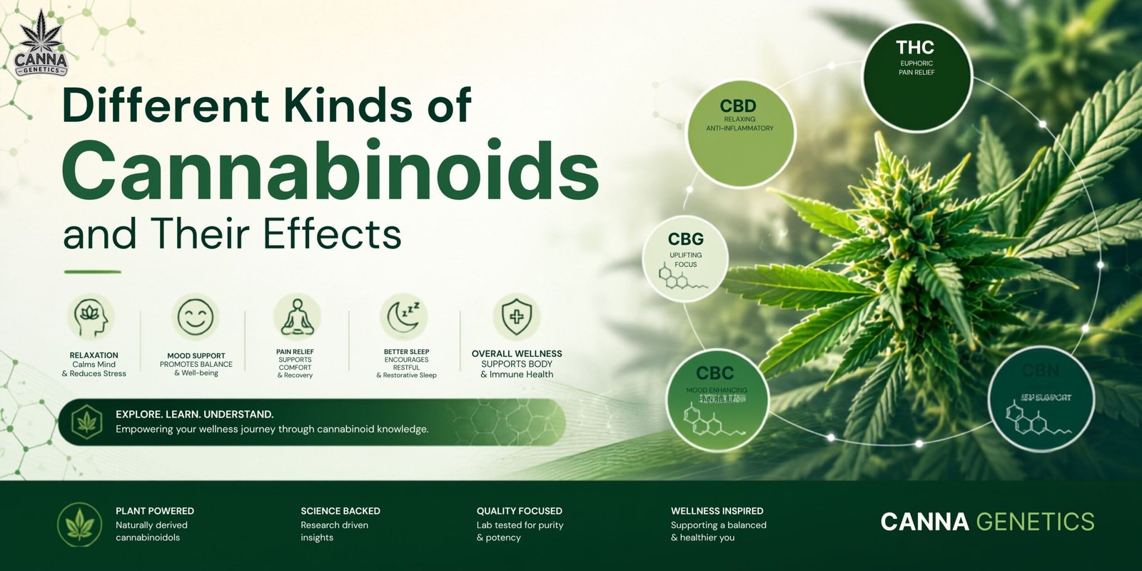 Different Kinds of Cannabinoids and Their Effects: Everything You Need to Know 