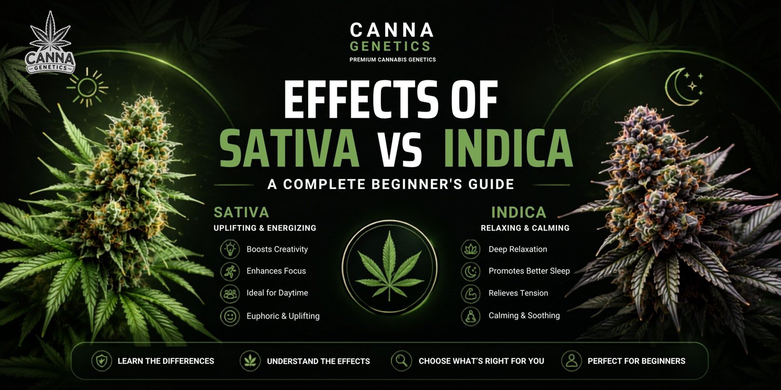 Effects of Sativa vs Indica: A Complete Beginner’s Guide 