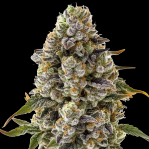 Frosty cannabis bud with purple hues, orange pistils, dense trichomes on dark green leaves against a black background.