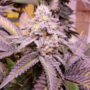 Close-up of purple cannabis plant with frosty buds, sparkling trichomes and purple-tinted leaves.