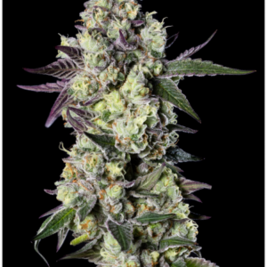 Close-up cannabis bud with frosty trichomes and purple-tinged leaves on a black background.
