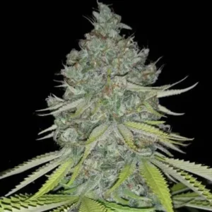 Macro shot of a frosty cannabis bud with trichomes on green leaves against a black background.