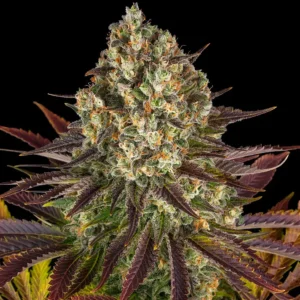 Close-up cannabis bud with frosty trichomes, purple leaves and orange pistils on black background.