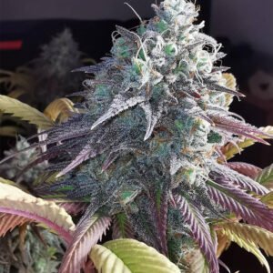 Macro photo of a frosty cannabis bud with purple-tinged leaves and sparkling trichomes.