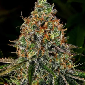 Macro photo of a cannabis bud covered in crystal trichomes and orange pistils.