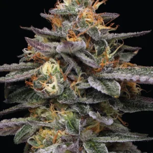Macro shot of a frosty cannabis flower with purple-tinged leaves and orange pistils on a black background.