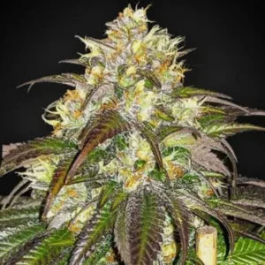 Frosty cannabis buds with purple-tinged leaves and visible trichomes on a dark background.
