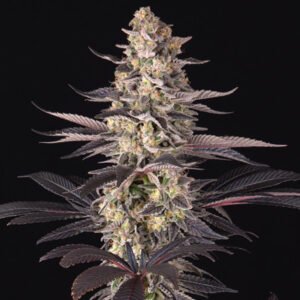 Purple cannabis plant with frosty, dense buds on a black background.