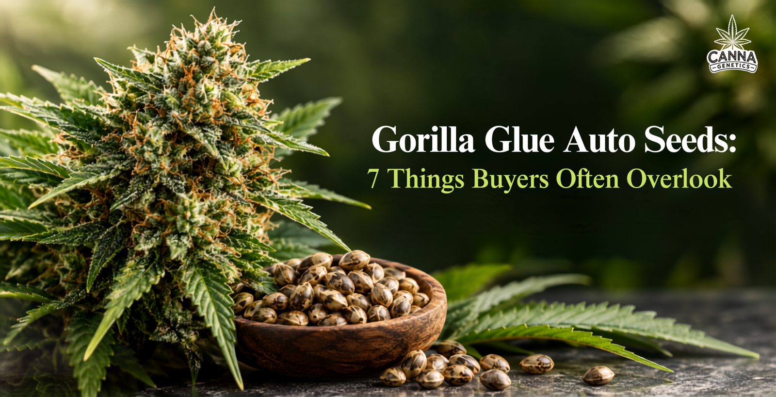 Gorilla Glue Auto Seeds: 7 Things Buyers Often Overlook 