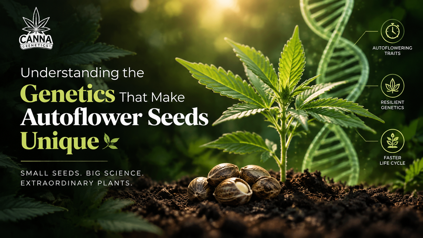 Why Are Autoflower Seeds Genetically Different From What You Think?